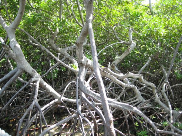 Mangrove Tree
