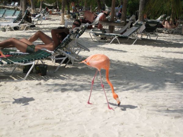 Flamingo Beach
