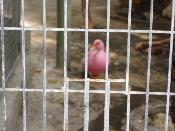 Pink duck

