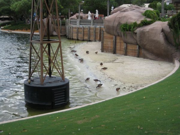 Epcot Ducks in front of Canada
