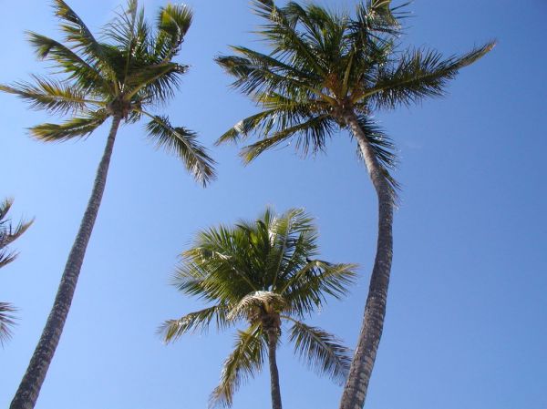Palm Trees

