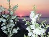 yucca_sunset.jpg