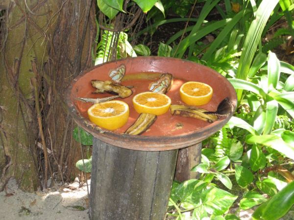 The Butterfly Farm
