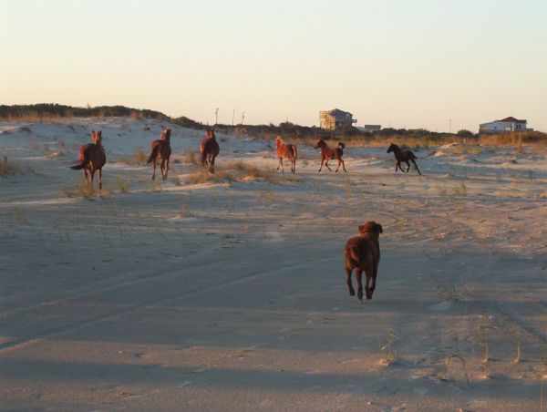 Dreamer and his ponies!
