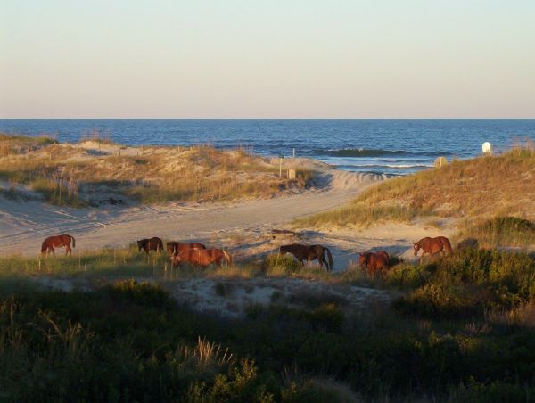 Ponies on the beach
