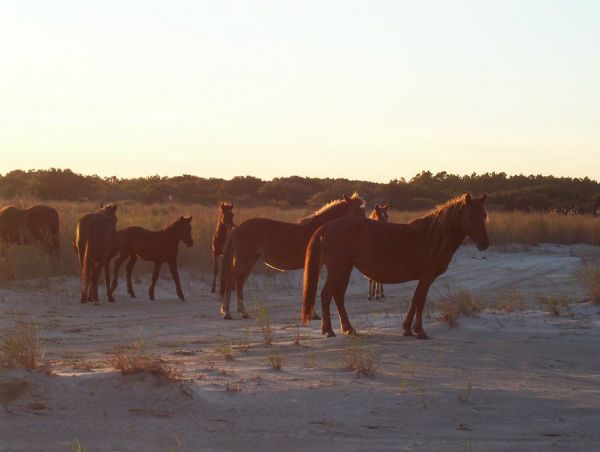 Corolla ponies
